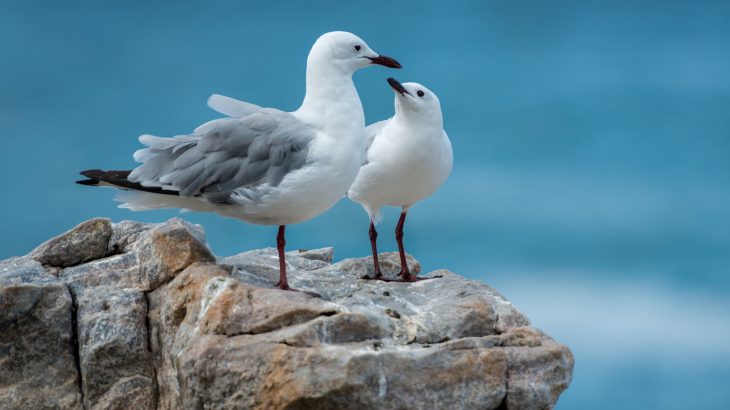 Shockingly small amounts of plastic are deadly for animals