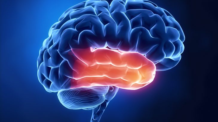 Your brain slices speech into words faster than you blink