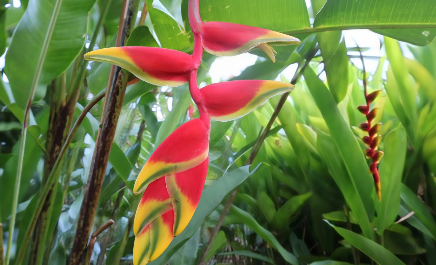 Rainforest leaves may handle heat better than we predicted