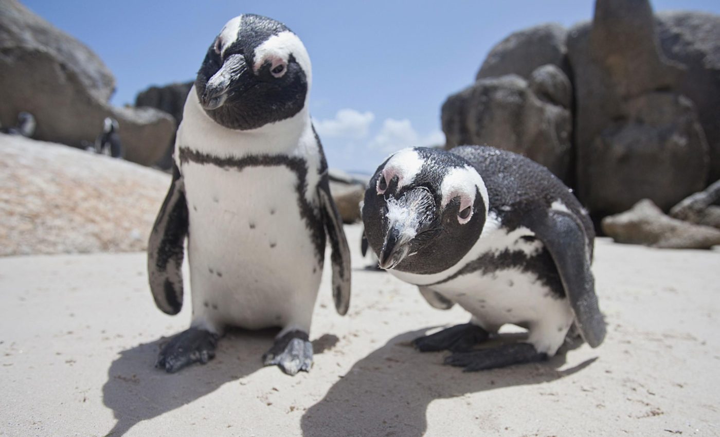 Penguins and fishing boats clash over dwindling pockets of fish