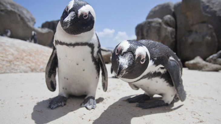 Penguins and fishing boats clash over dwindling pockets of fish