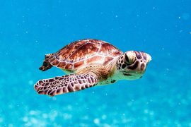 2025/11/baby-sea-turtle_earth-magnetic-field_1m.jpg