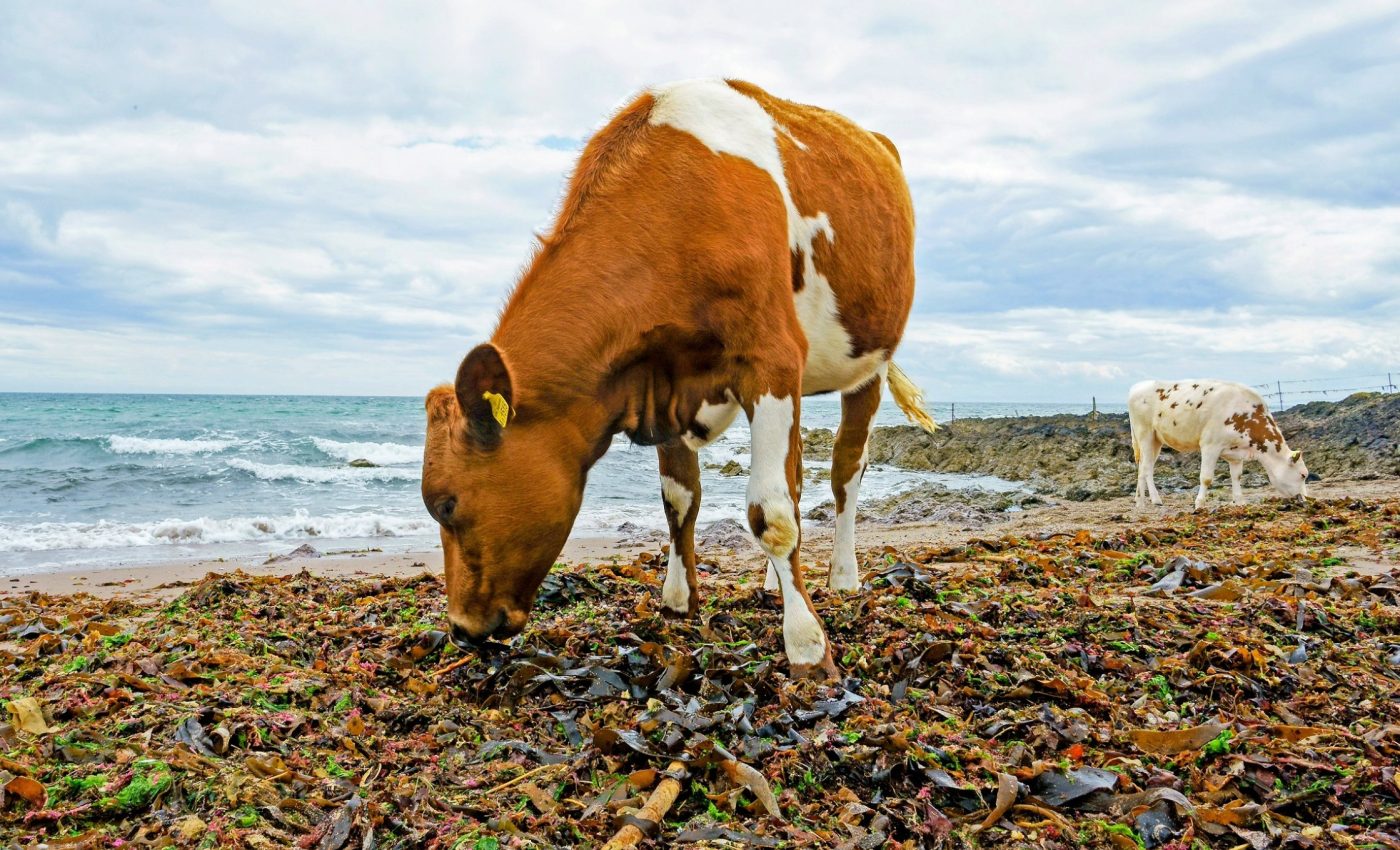 Seaweed rewires cow guts to dramatically slash methane