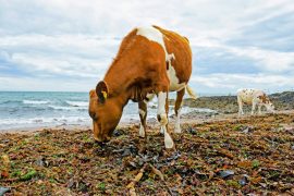 2025/11/Cows-seaweed.jpg