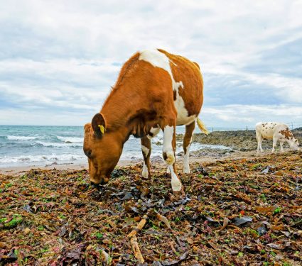 2025/11/Cows-seaweed.jpg