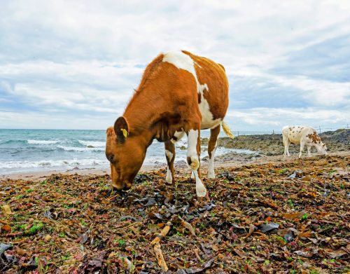 2025/11/Cows-seaweed.jpg