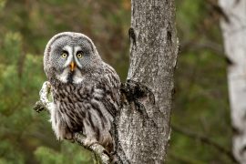 AI discovers owls prefer the suburbs