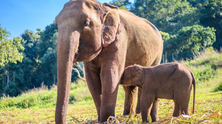 Why animals that care for each other face less cancer