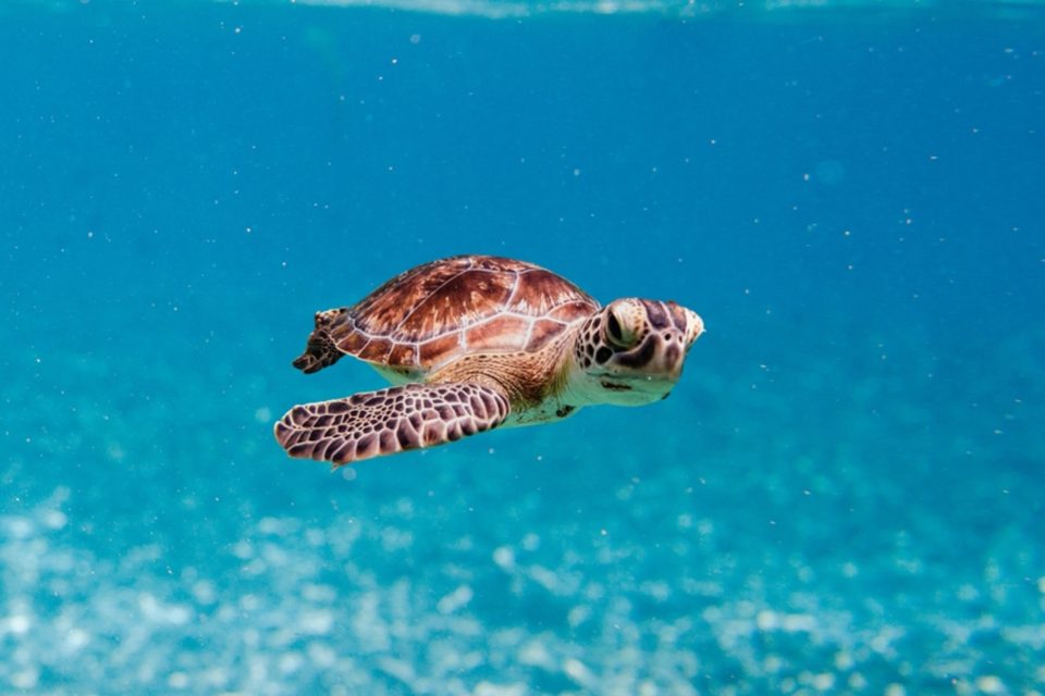 Magnetic crystals guide baby sea turtles