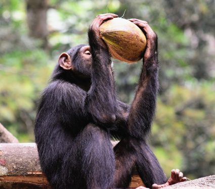 2025/11/Chimpanzee-clues.jpg