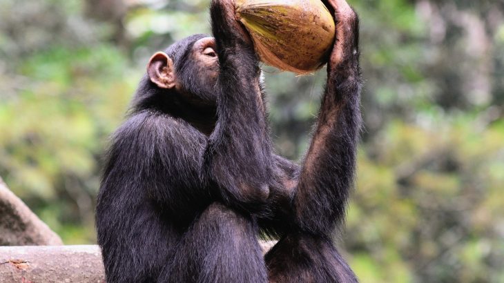 Chimpanzees weigh evidence before making decisions, just like humans