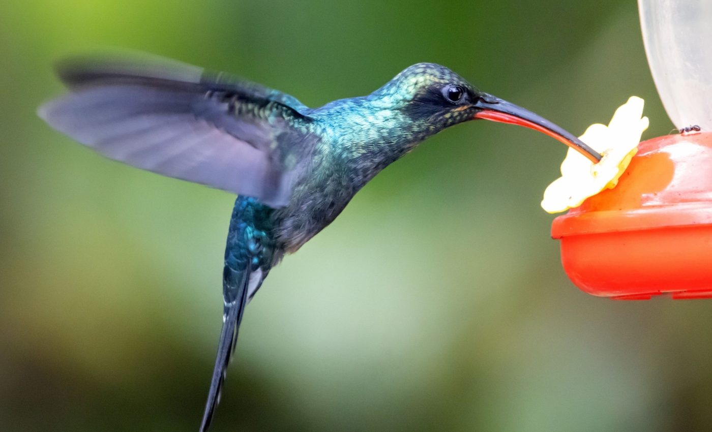 Male hummingbirds evolved dagger-like bills for combat