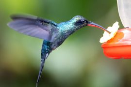 2025/11/Hummingbird-beak2.jpg