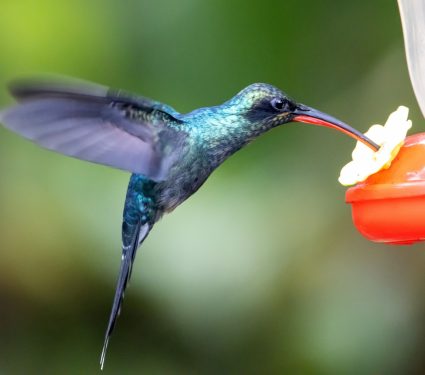 2025/11/Hummingbird-beak2.jpg