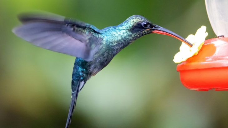 Male hummingbirds evolved dagger-like bills for combat