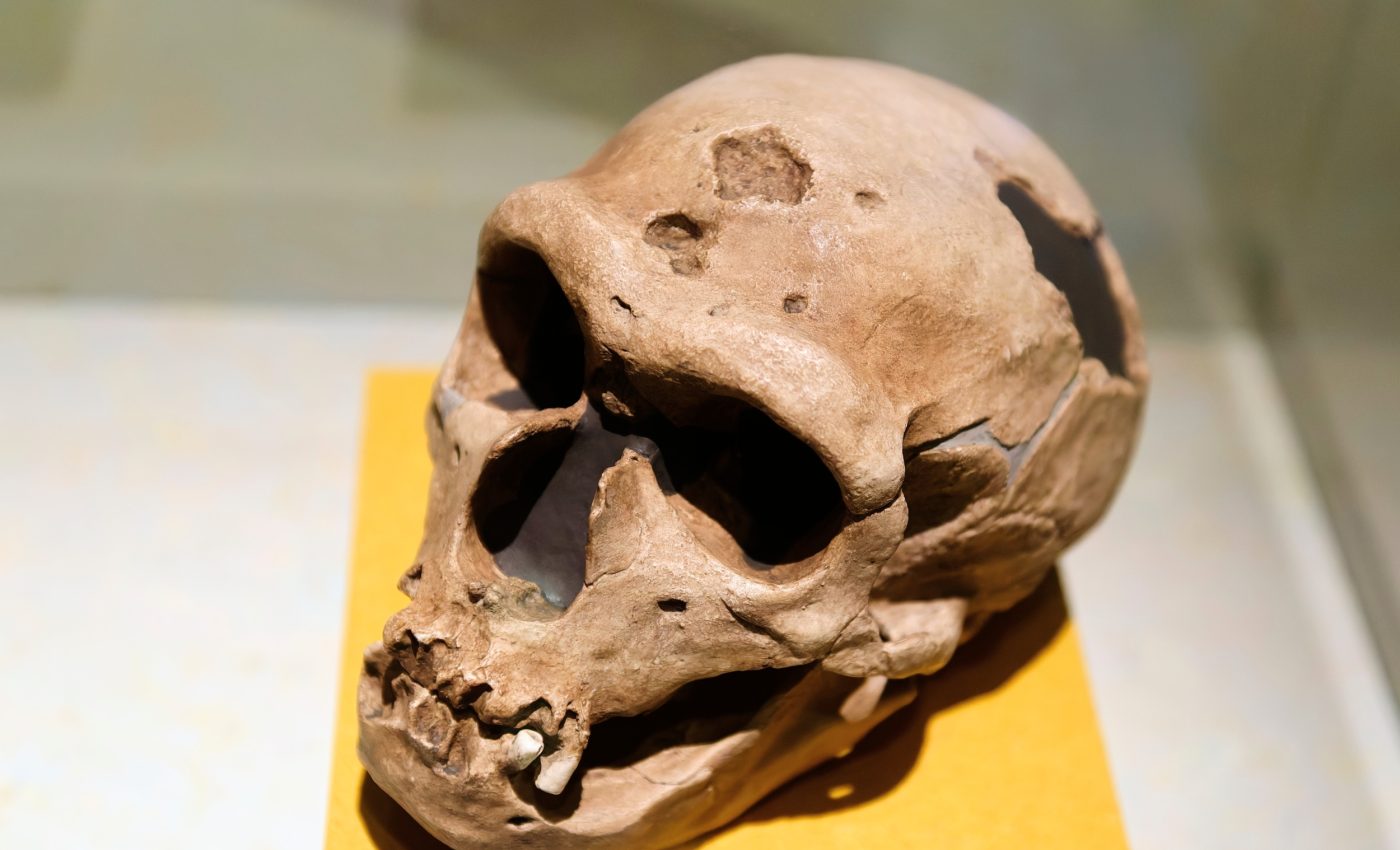 Were Neanderthals built for the cold? A rare fossil offers new clues