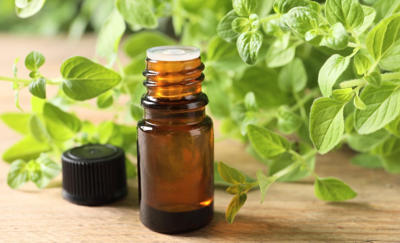 Kitchen herb may help fight one of the world's most invasive ants