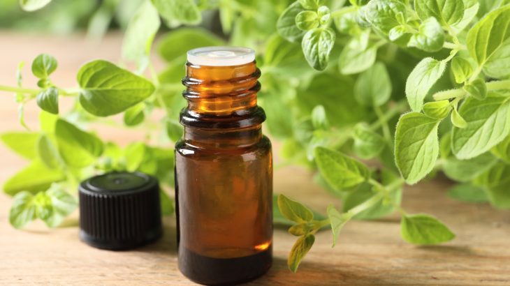 Kitchen herb may help fight one of the world's most invasive ants