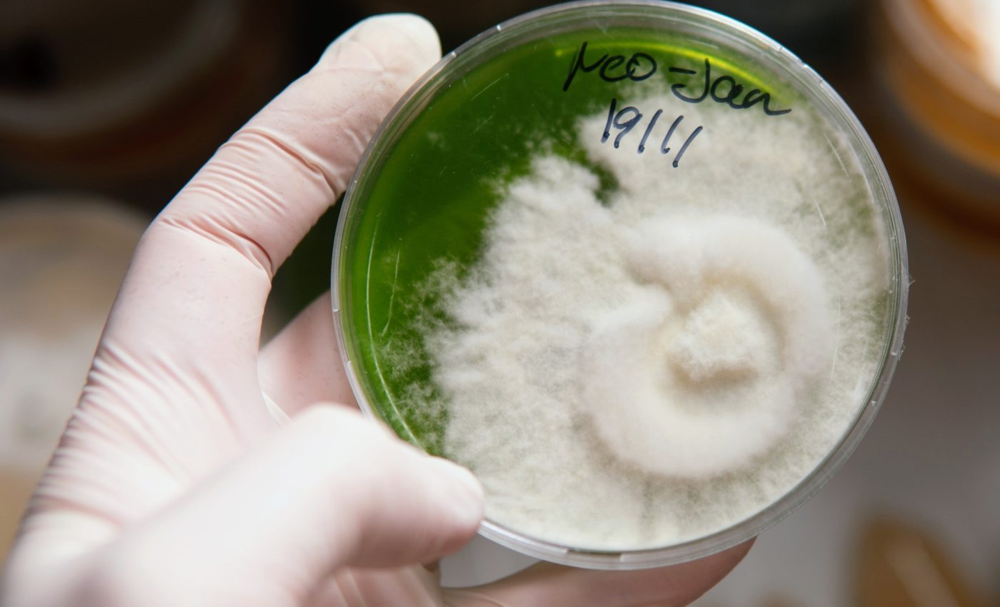 Gene-edited fungus could transform sustainable protein production