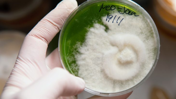 Gene-edited fungus could transform sustainable protein production
