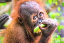 2025/11/Orangutan-diet.jpg