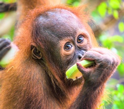 2025/11/Orangutan-diet.jpg