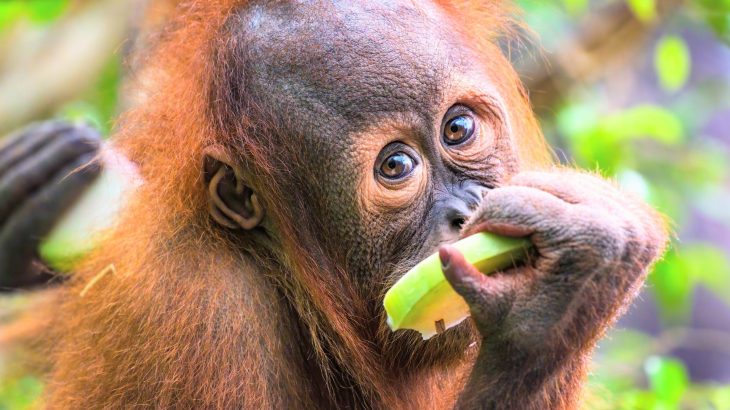 Orangutans need years of guidance to learn what’s safe to eat