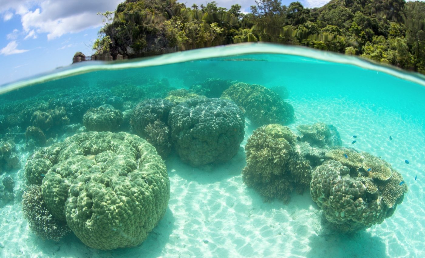 Ocean acidity is altering coral reefs and helping algae take over