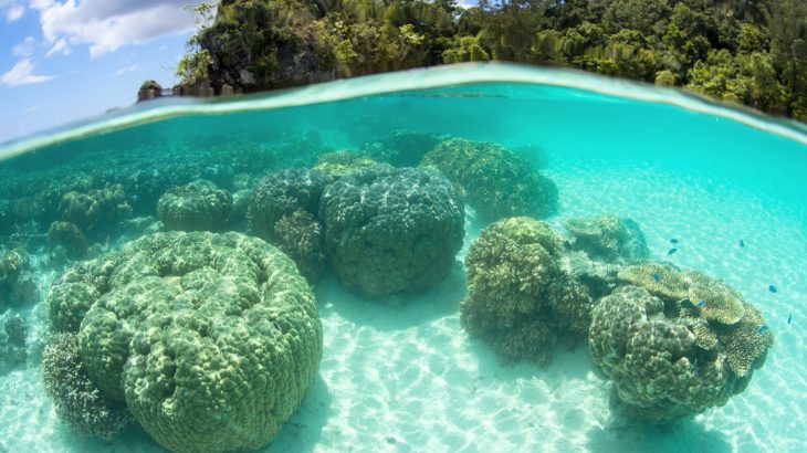 Ocean acidity is altering coral reefs and helping algae take over