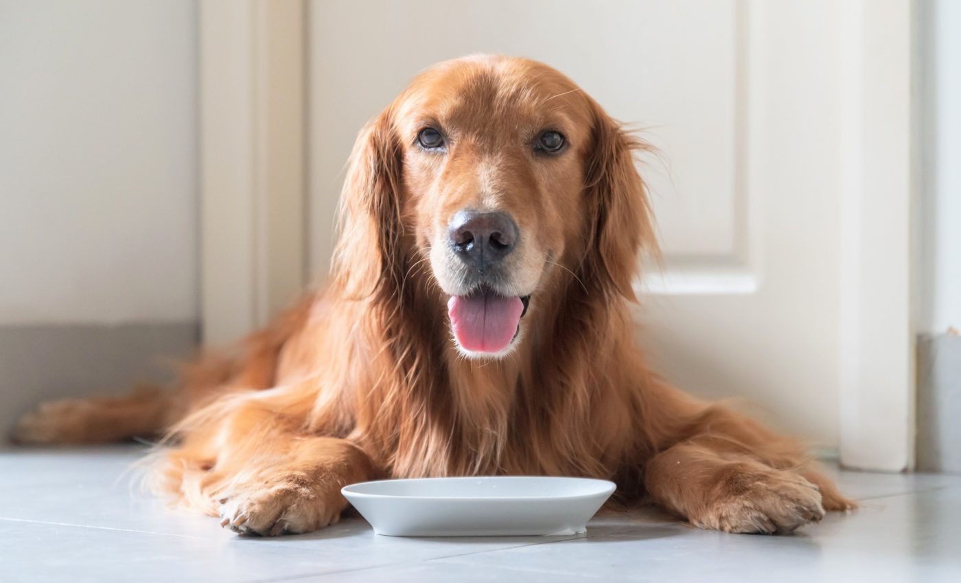 Homemade dog food often lacks what pets need to stay healthy