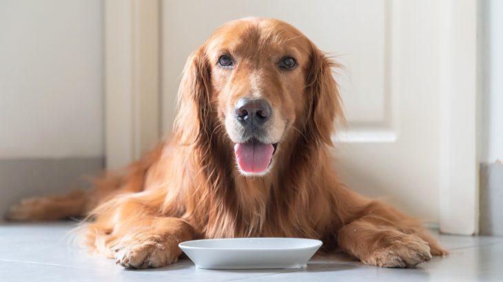 Homemade dog food often lacks what pets need to stay healthy