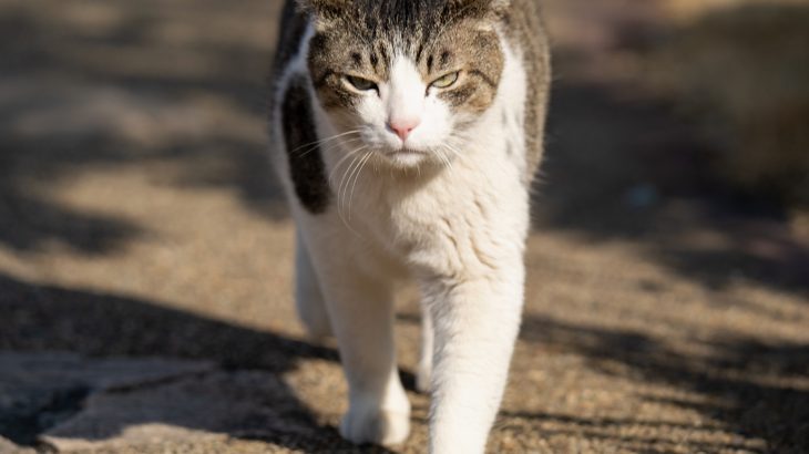 Cats are on the prowl - and they’re not just hunting birds anymore