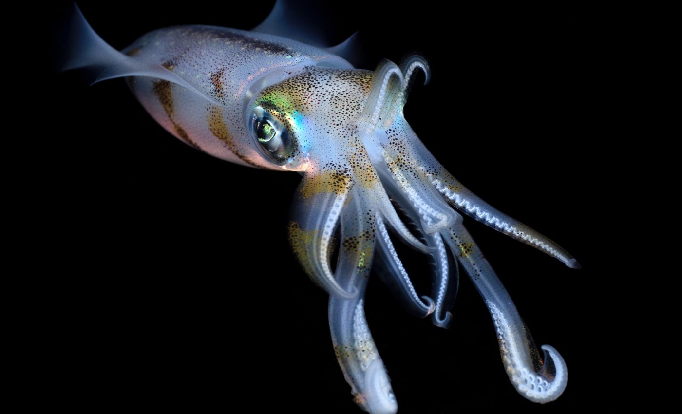 ‘Living fossil’ reveals ancient link between squids and octopuses
