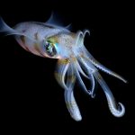2025/11/Vampire-squid.jpg
