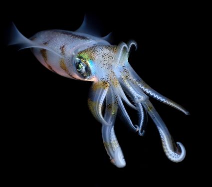 2025/11/Vampire-squid.jpg