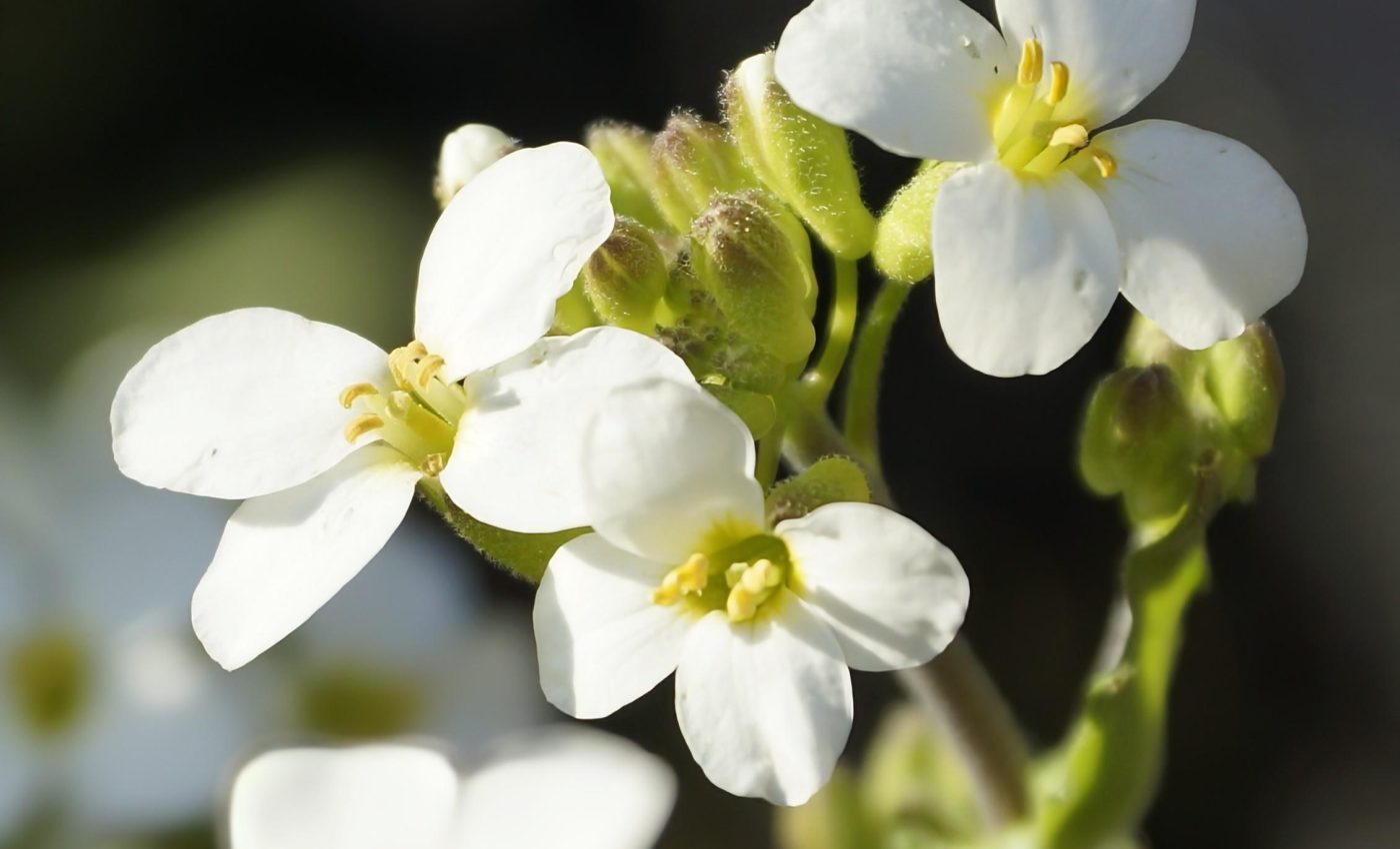 Plants have genetic tricks to survive wild nutrient swings