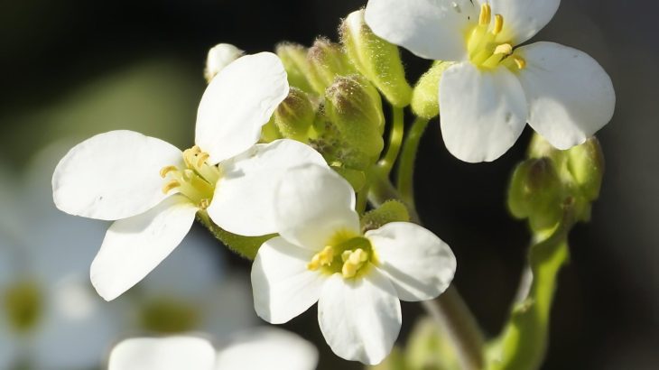 Plants have genetic tricks to survive wild nutrient swings