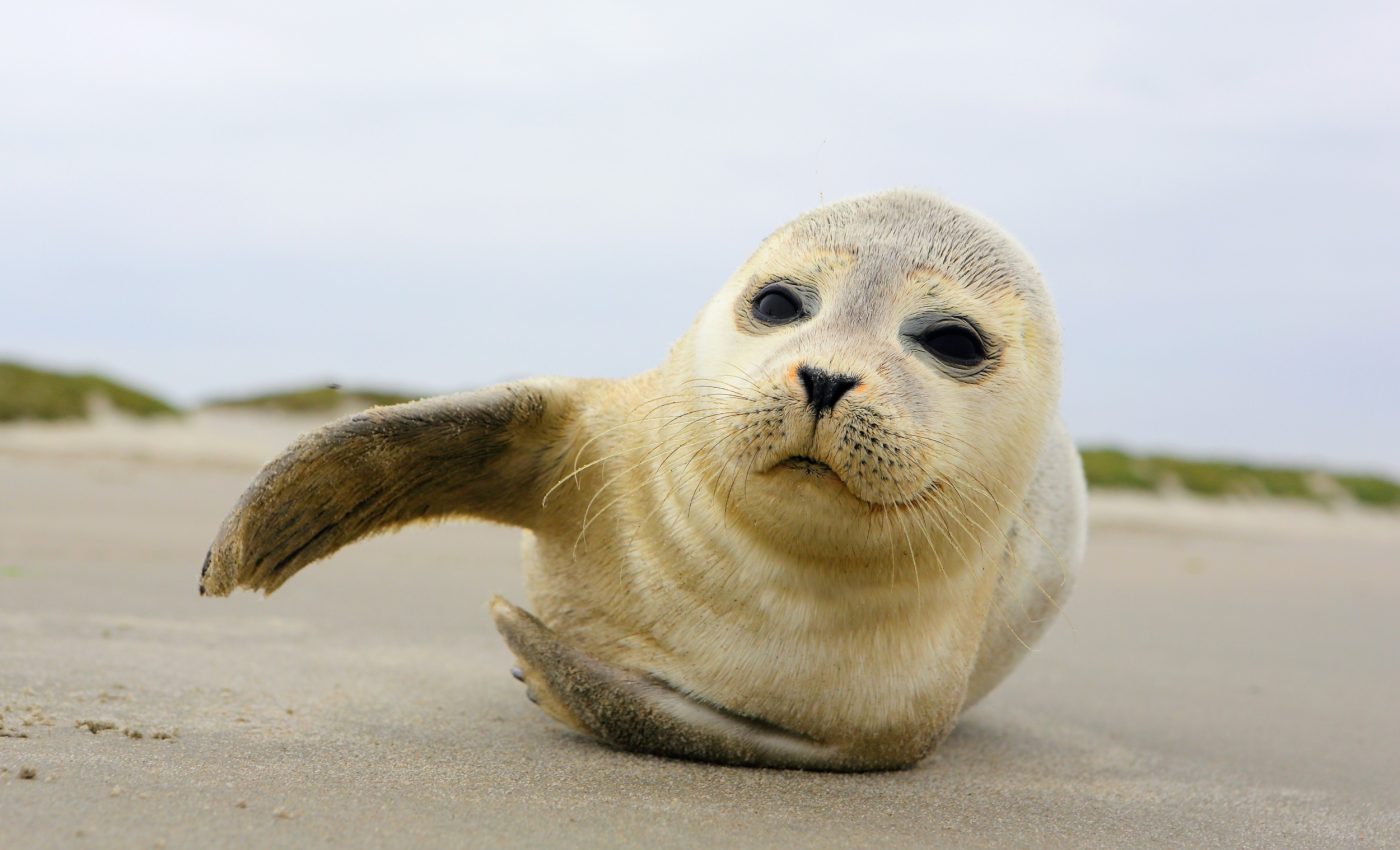 Grey seals produce milk with hundreds of never-seen sugars