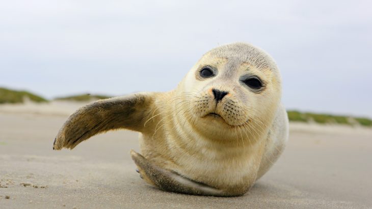 Grey seals produce milk with hundreds of never-seen sugars