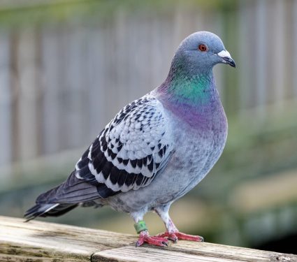 2025/11/Pigeons-ear2.jpg