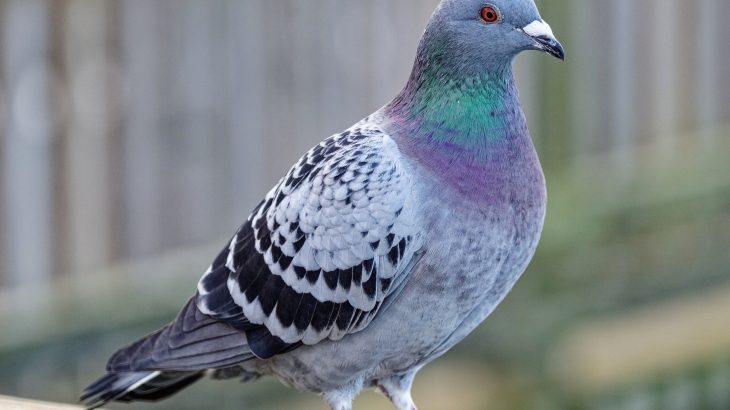 Pigeons navigate using a ‘dark compass’ buried in the inner ear