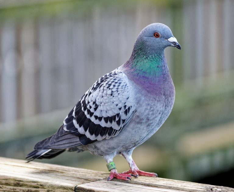 2025/11/Pigeons-ear2.jpg