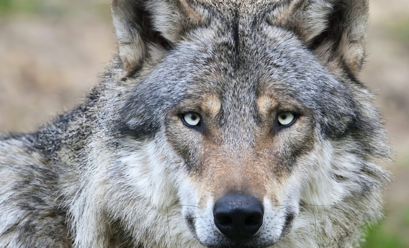 Most modern dogs carry hidden wolf DNA - even chihuahuas