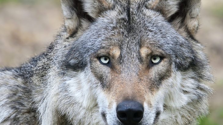 Most modern dogs carry hidden wolf DNA - even chihuahuas