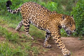 2025/11/Wild-cats-rainforest.jpg