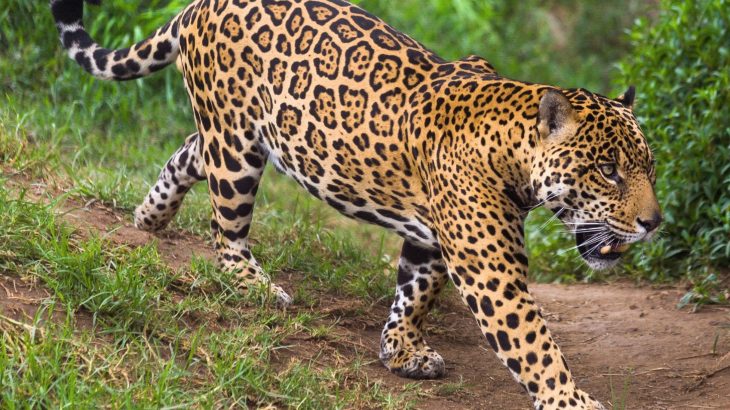 How four predators manage to coexist in one rainforest