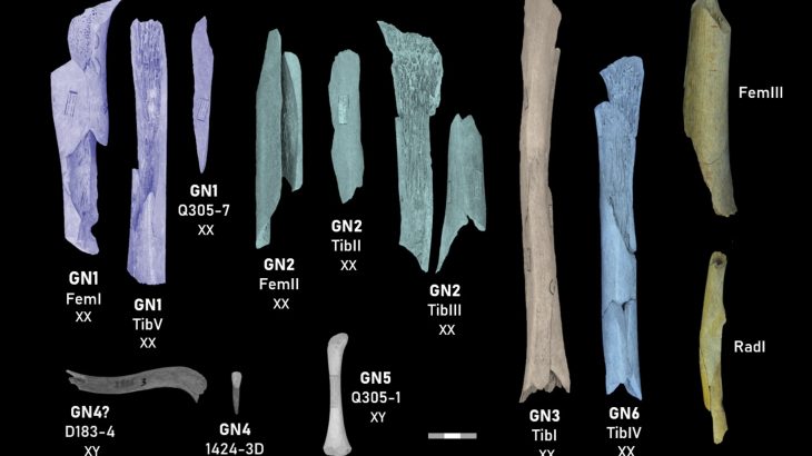 Neanderthals targeted women and children for cannibalism