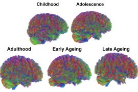2025/11/brain-aging_five-life-stages_Nature_1m.jpg