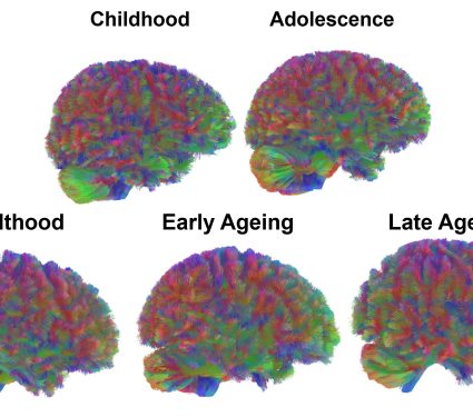 2025/11/brain-aging_five-life-stages_Nature_1m.jpg
