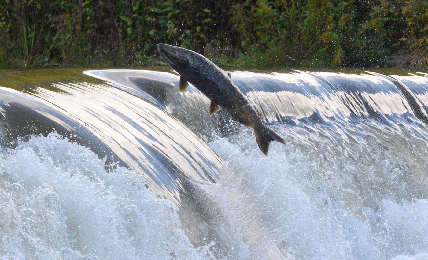 How scientists are tracking salmon with air samples